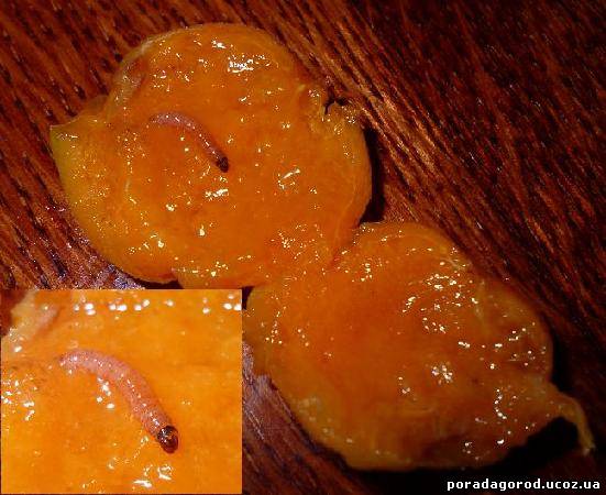 шкідник в середині плодів абрикоса сливова плодожерка