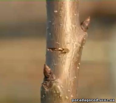 Правильна обрізка дерев на плодоношення, відео черешня