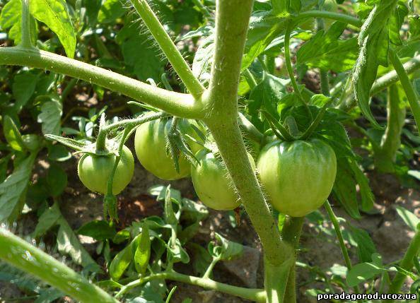 Дивитися безкоштовно онлайн томати в теплиці відео поради городникам 