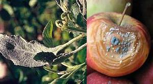 Моніліальний опік (яблуні, груші) - плодова гниль