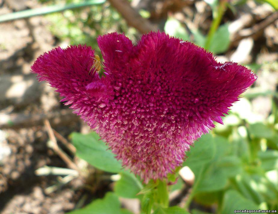 квітка целозія