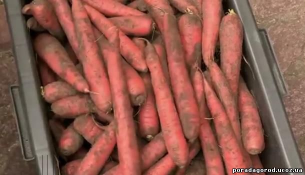 зберігання моркви в тирсі